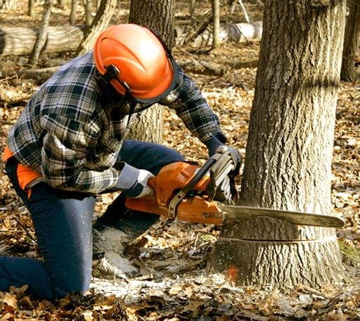 Tree Removal in Timblin, PA